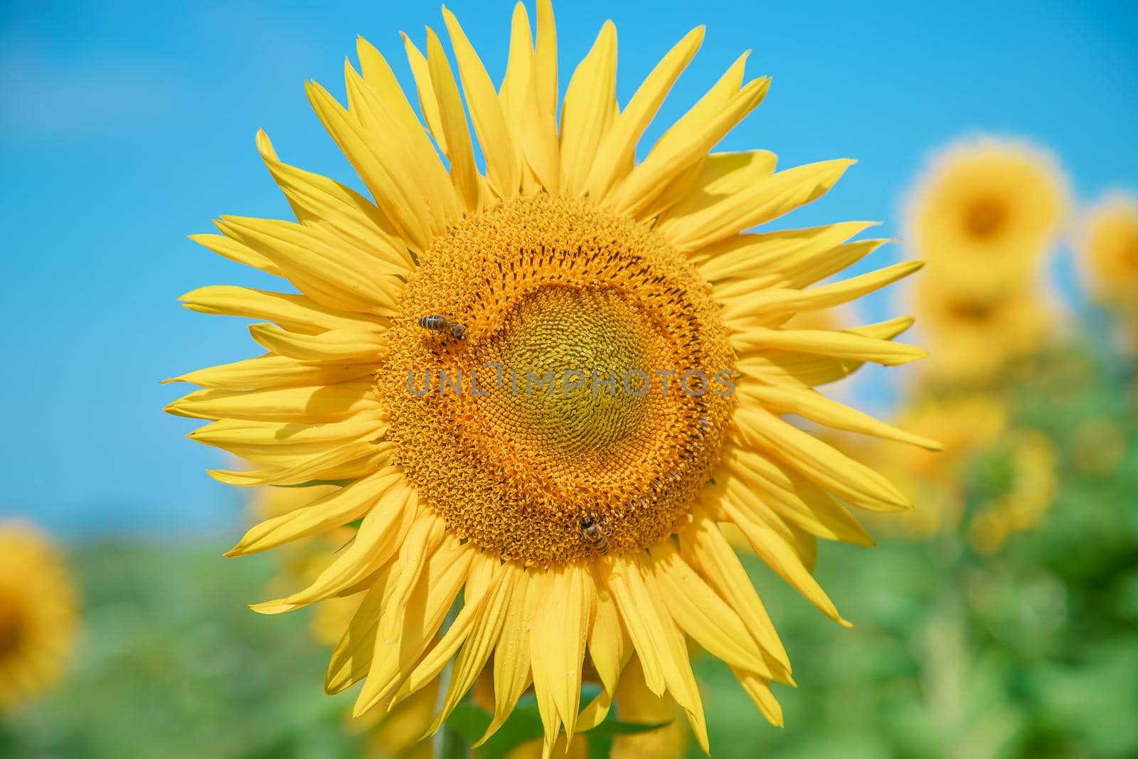 Field of blooming sunflowers. Nature. Selective focus nature