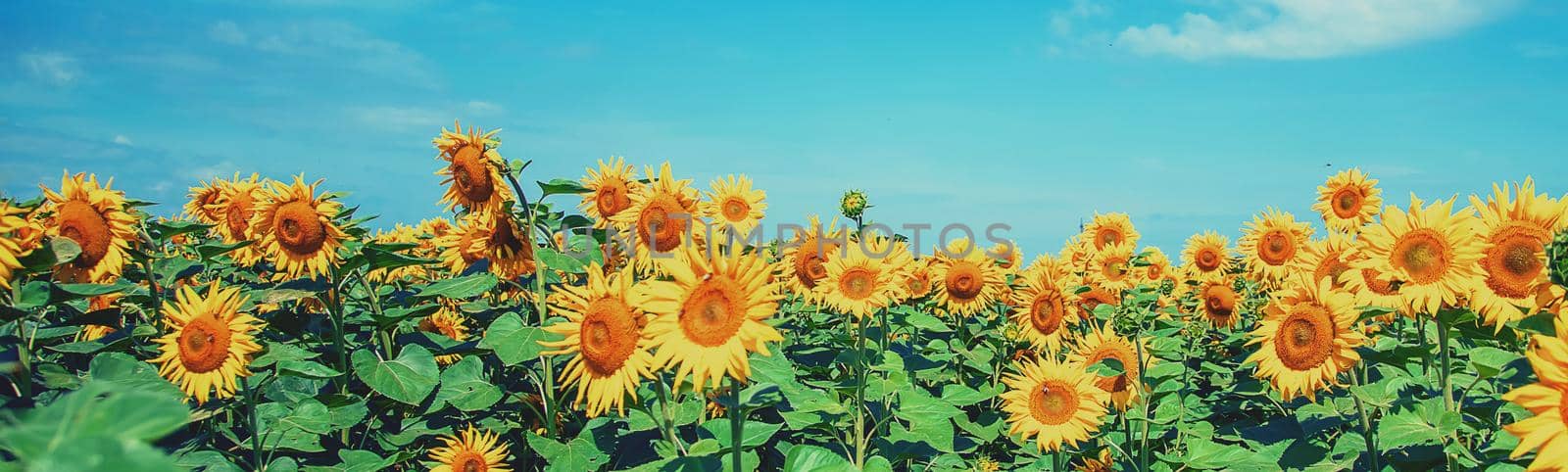 Field of blooming sunflowers. Nature. Selective focus nature