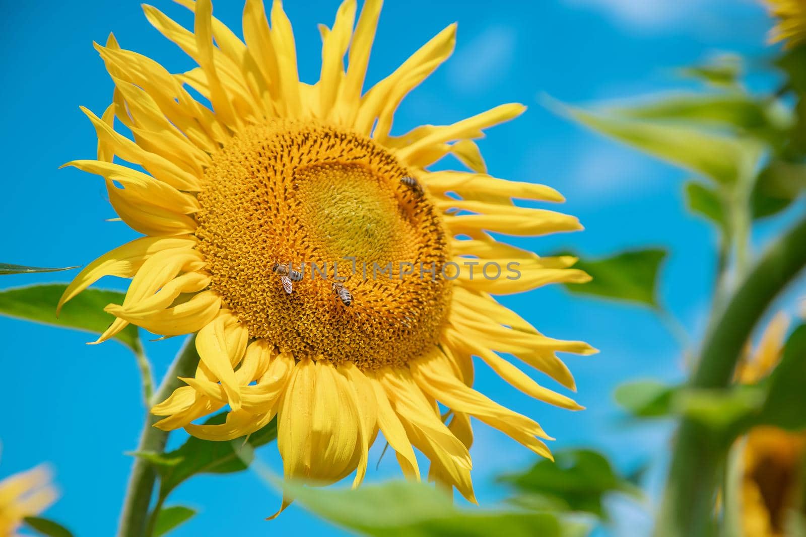 Field of blooming sunflowers. Nature. Selective focus nature