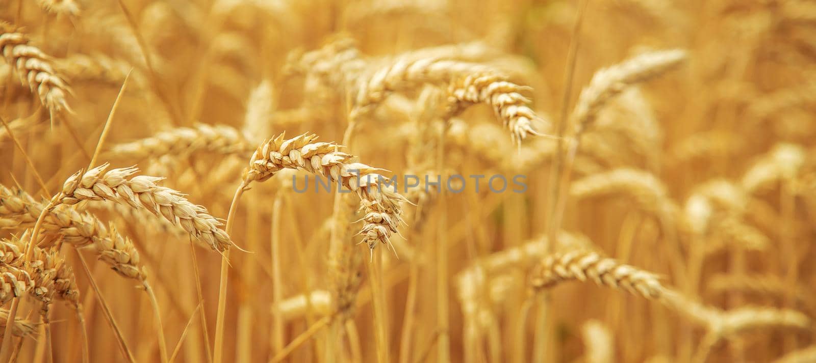 Wheat field on a sunny day. Selective focus. by yanadjana