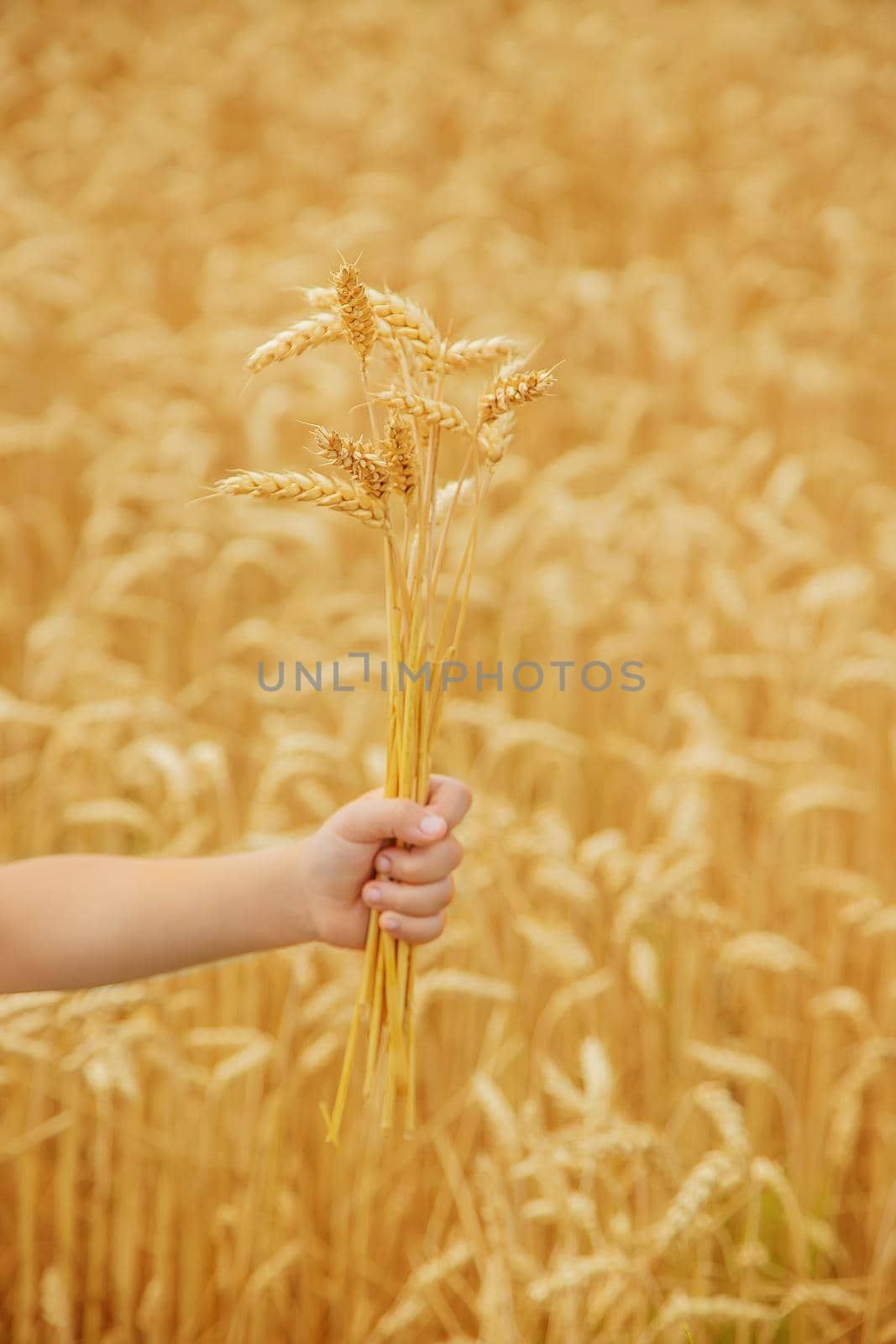 A child in a wheat field. Selective focus. nature.