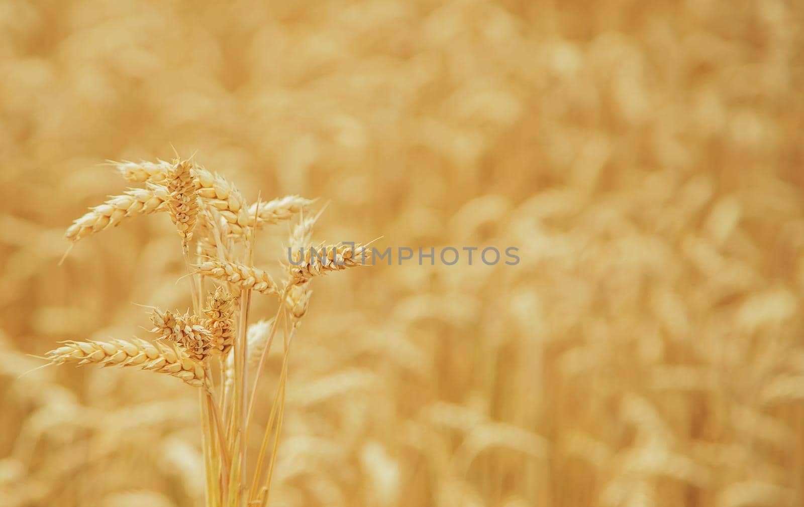 Wheat field on a sunny day. Selective focus. nature.