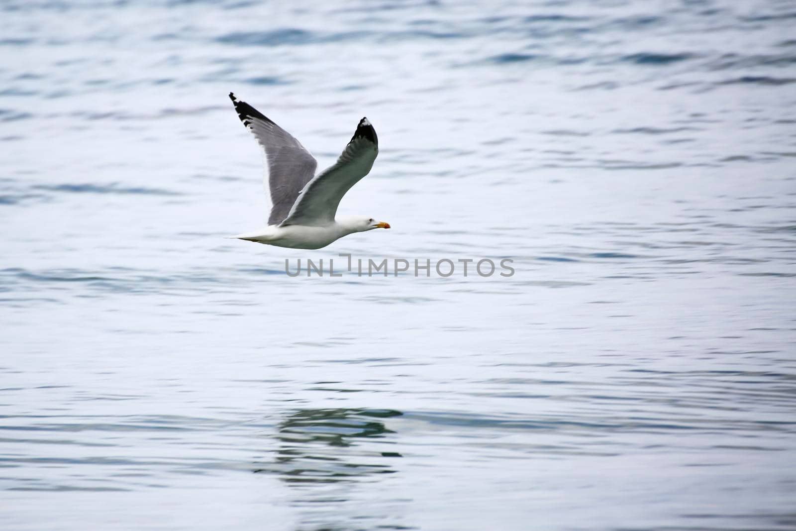 Gull photographed from the island of Porquerolles in flight on the blue background of the sea