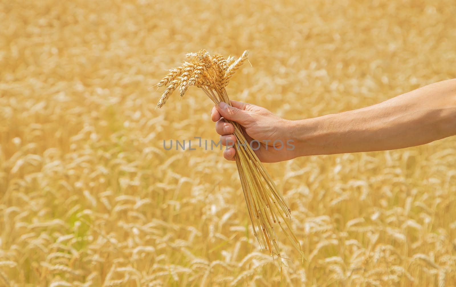 A man with spikelets of wheat in his hands. Selective focus. nature.