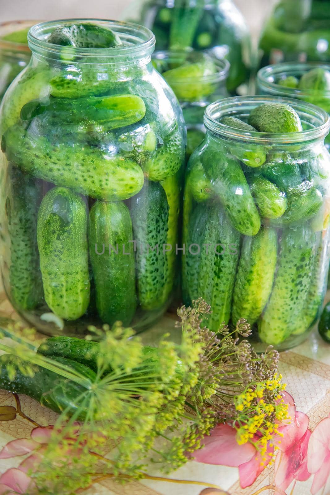 preservation of fresh house cucumbers. Selective focus. nature