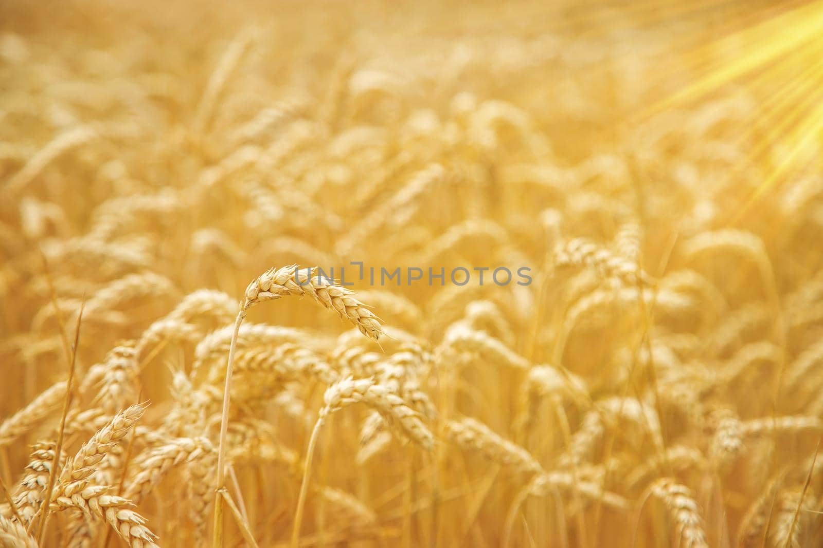 Wheat field on a sunny day. Selective focus. nature.