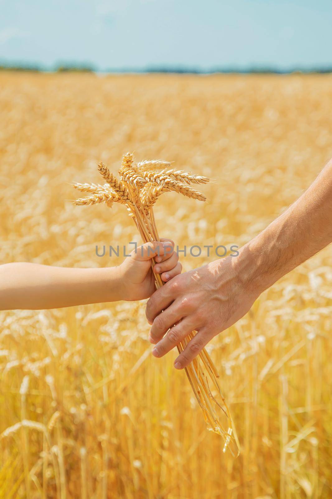A man with a child holds spikelets of wheat in his hands. Selective focus. nature.