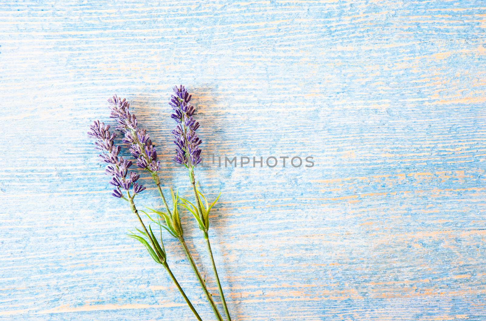 Lavender flowers laid on a light blue wooden  background