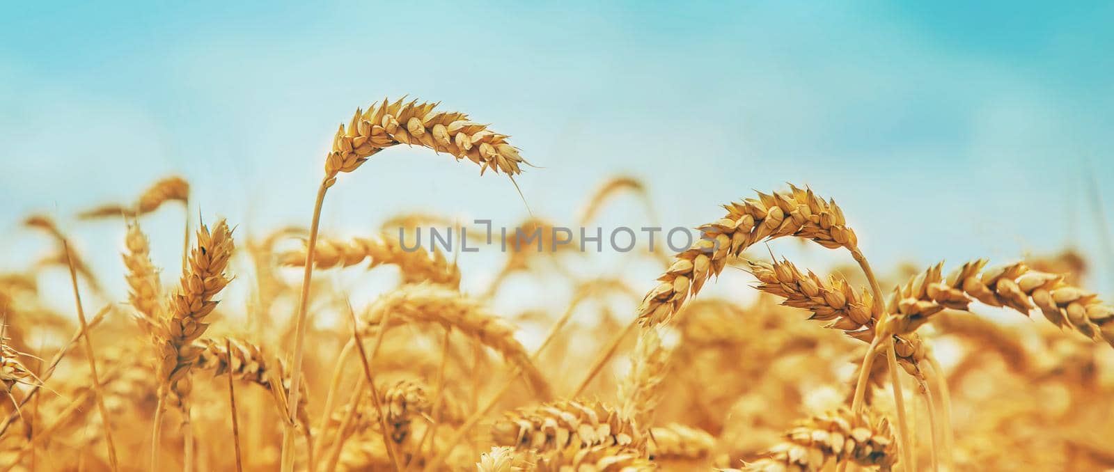 Wheat field on a sunny day. Selective focus. nature.