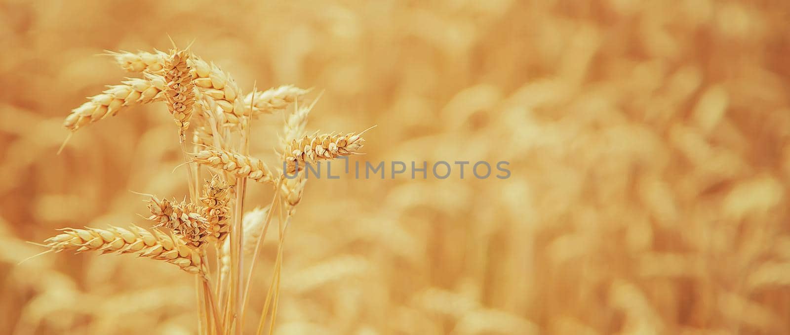 Wheat field on a sunny day. Selective focus. by yanadjana