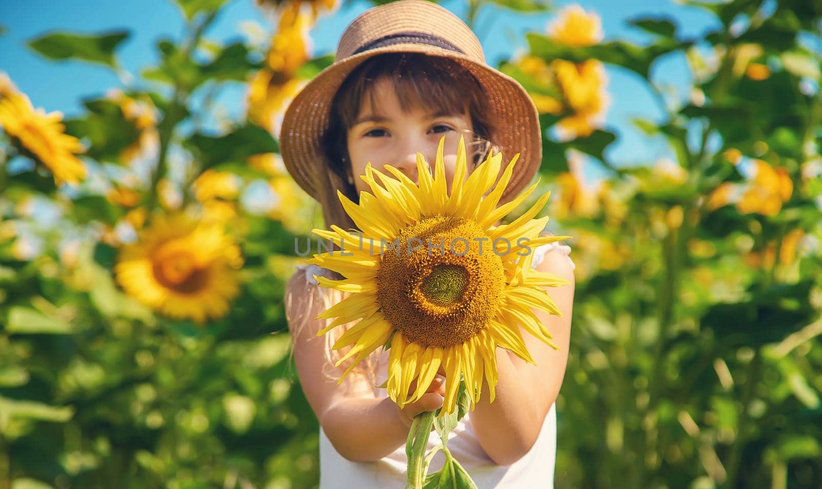 A child in a field of sunflowers. Selective focus.