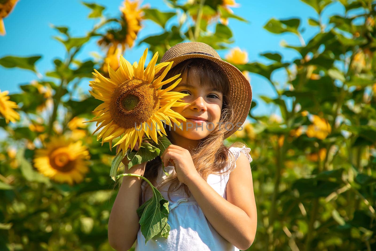 Child in a field of sunflowers. Selective focus. Nature.