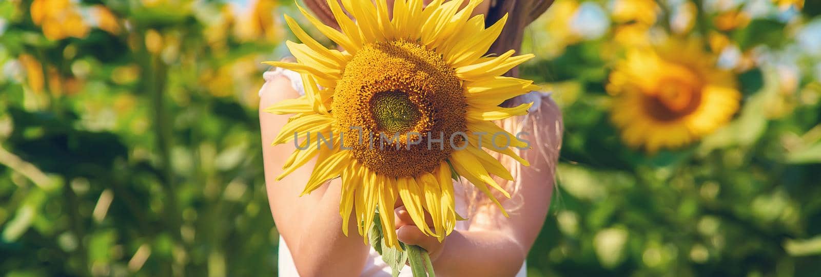 A child in a field of sunflowers. Selective focus.