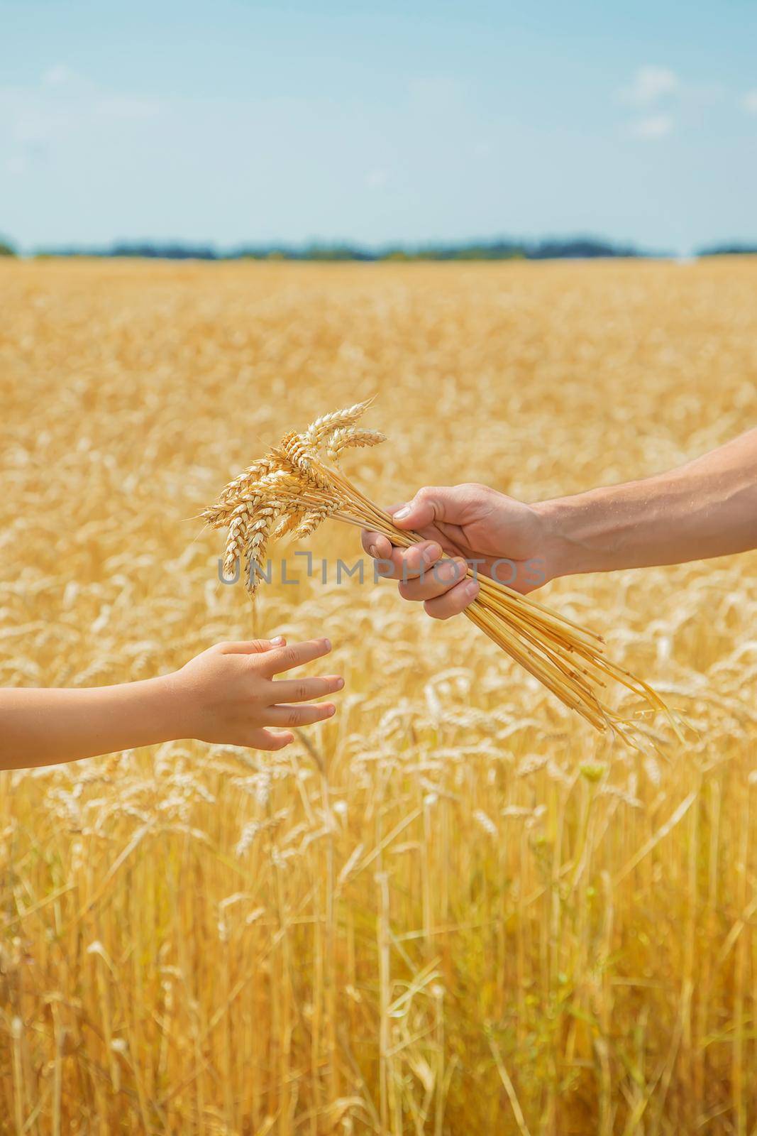 A man with a child holds spikelets of wheat in his hands. Selective focus. nature.