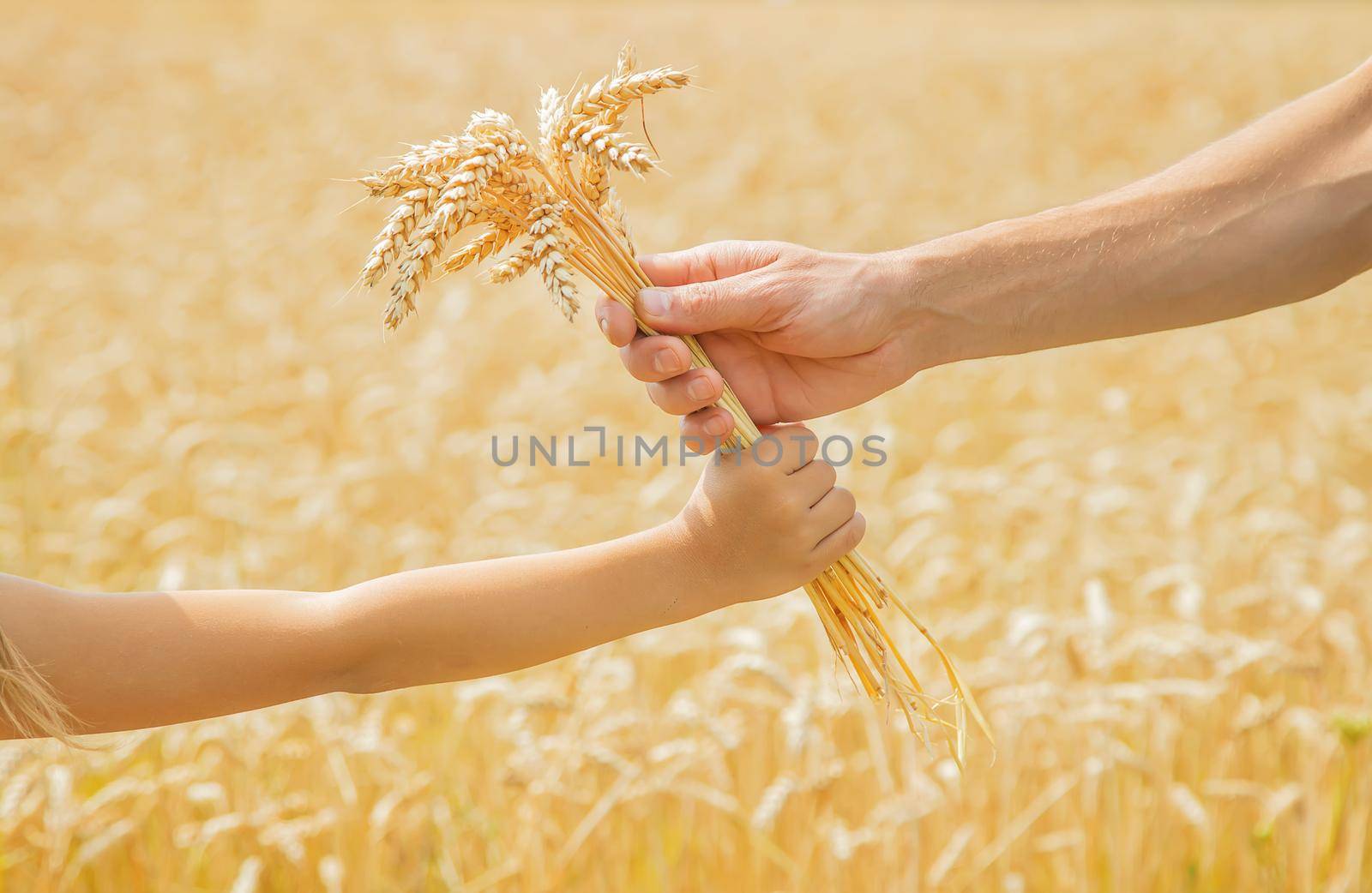 A man with a child holds spikelets of wheat in his hands. Selective focus. nature.