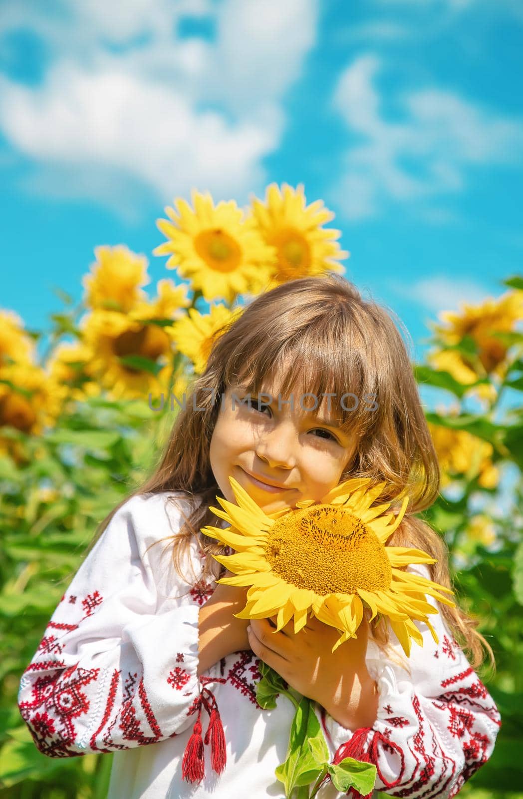 A child in a field of sunflowers in an embroidered shirt. Ukrainian. Selective focus.