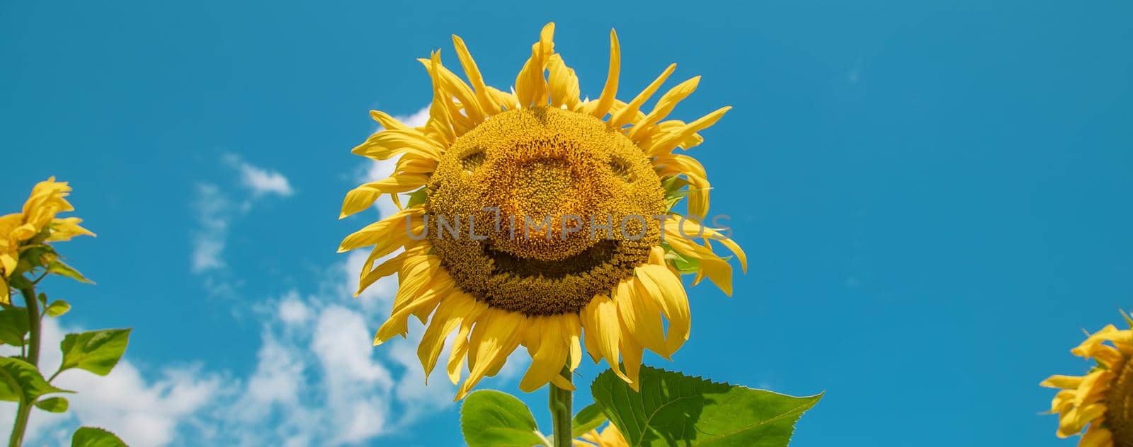 Field of blooming sunflowers. Nature. Selective focus nature