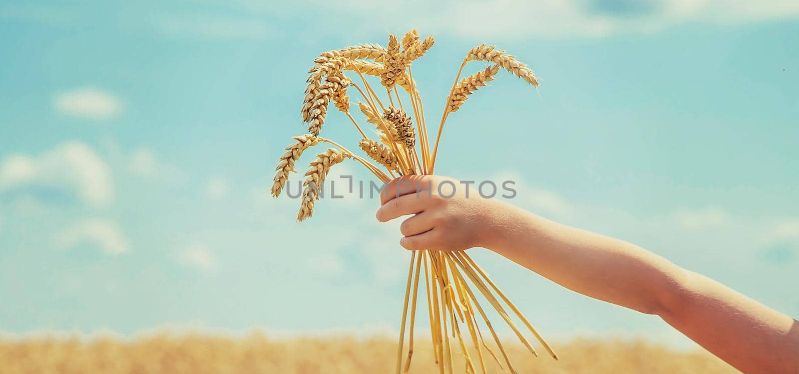 A child in a wheat field. Selective focus. nature.