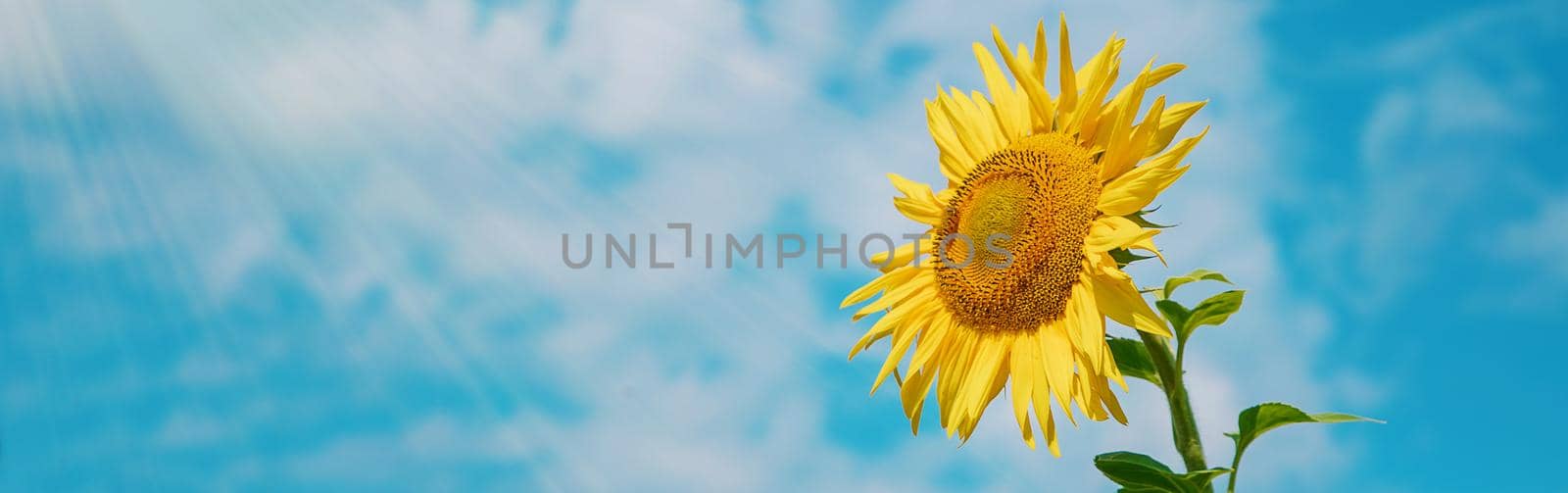 Field of blooming sunflowers. Nature. Selective focus nature