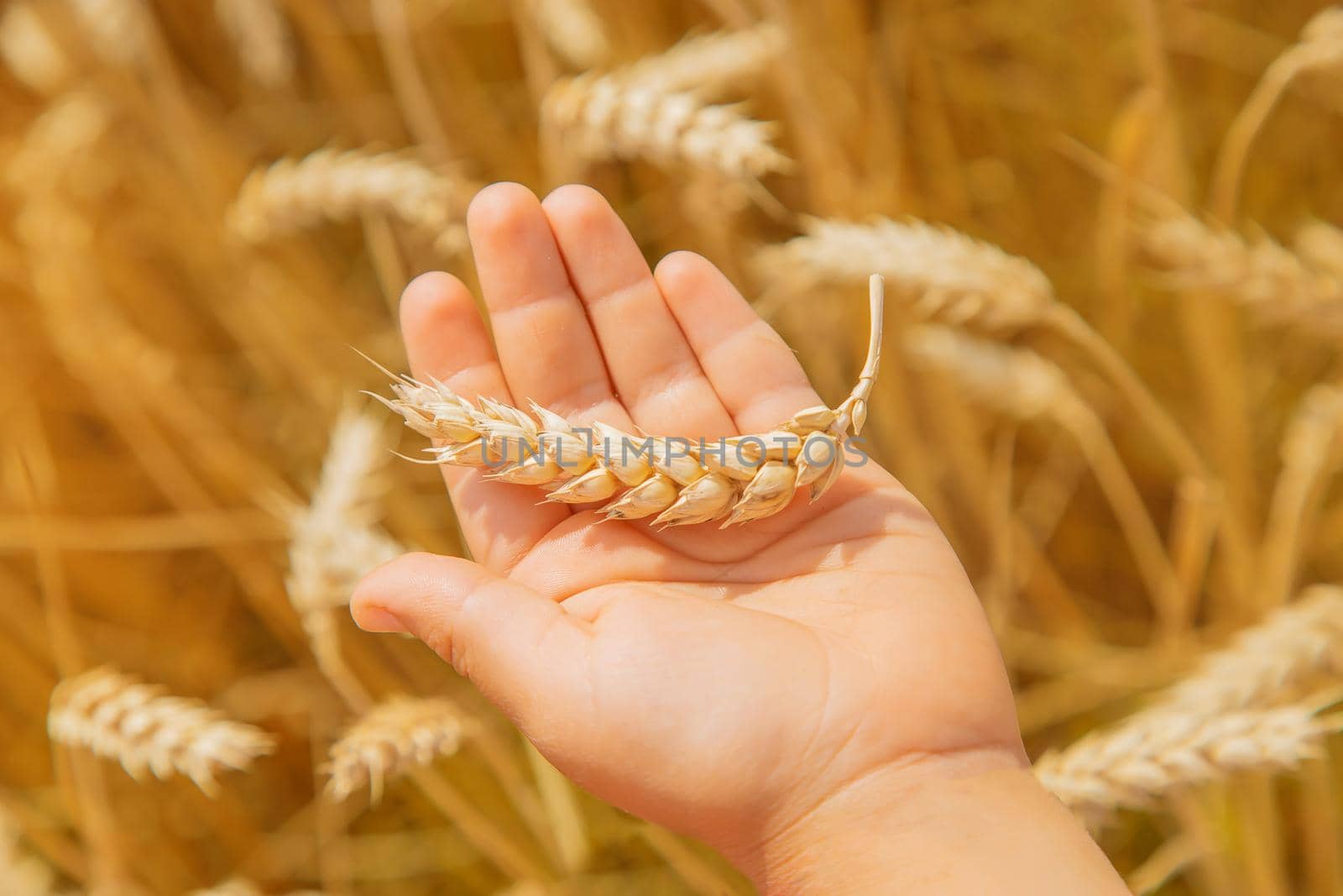 A child in a wheat field. Selective focus. nature.