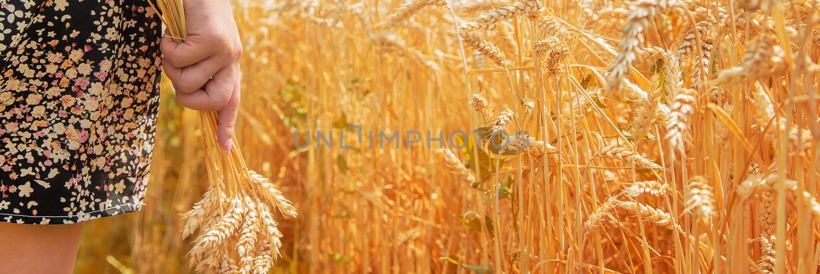 Girl spikelets of wheat in the hands. Selective focus. nature.