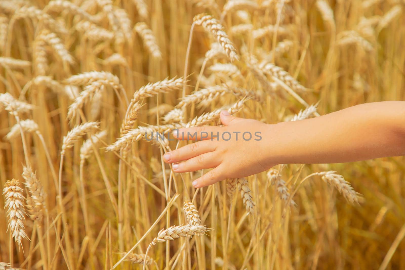 A child in a wheat field. Selective focus. nature.