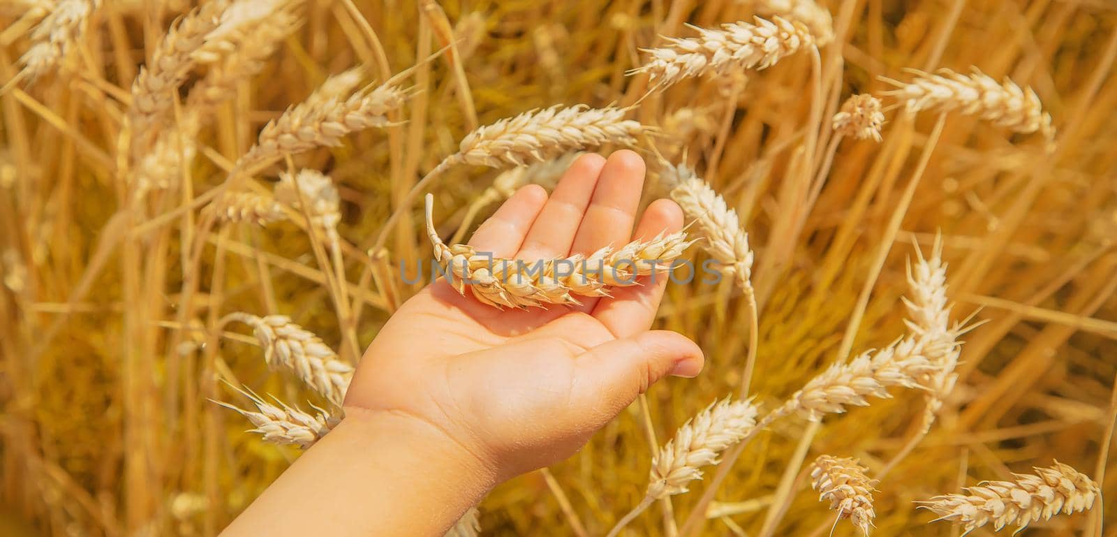 A child in a wheat field. Selective focus. by yanadjana