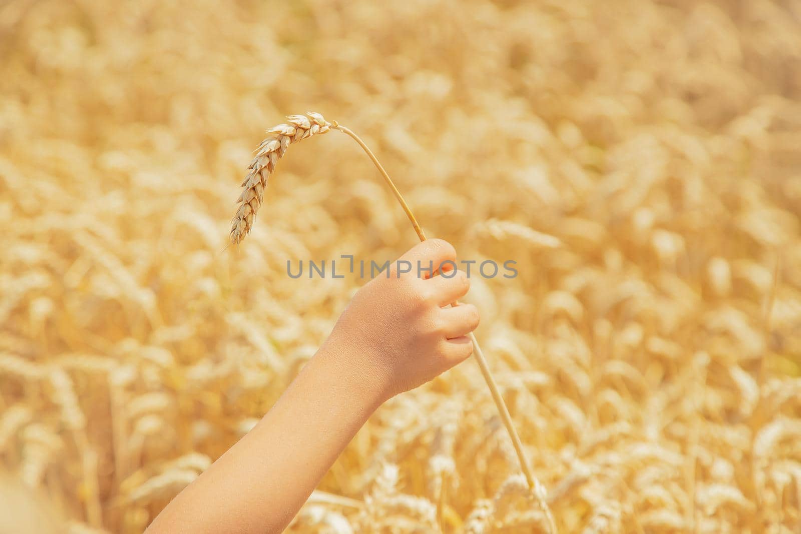 A child in a wheat field. Selective focus. nature.