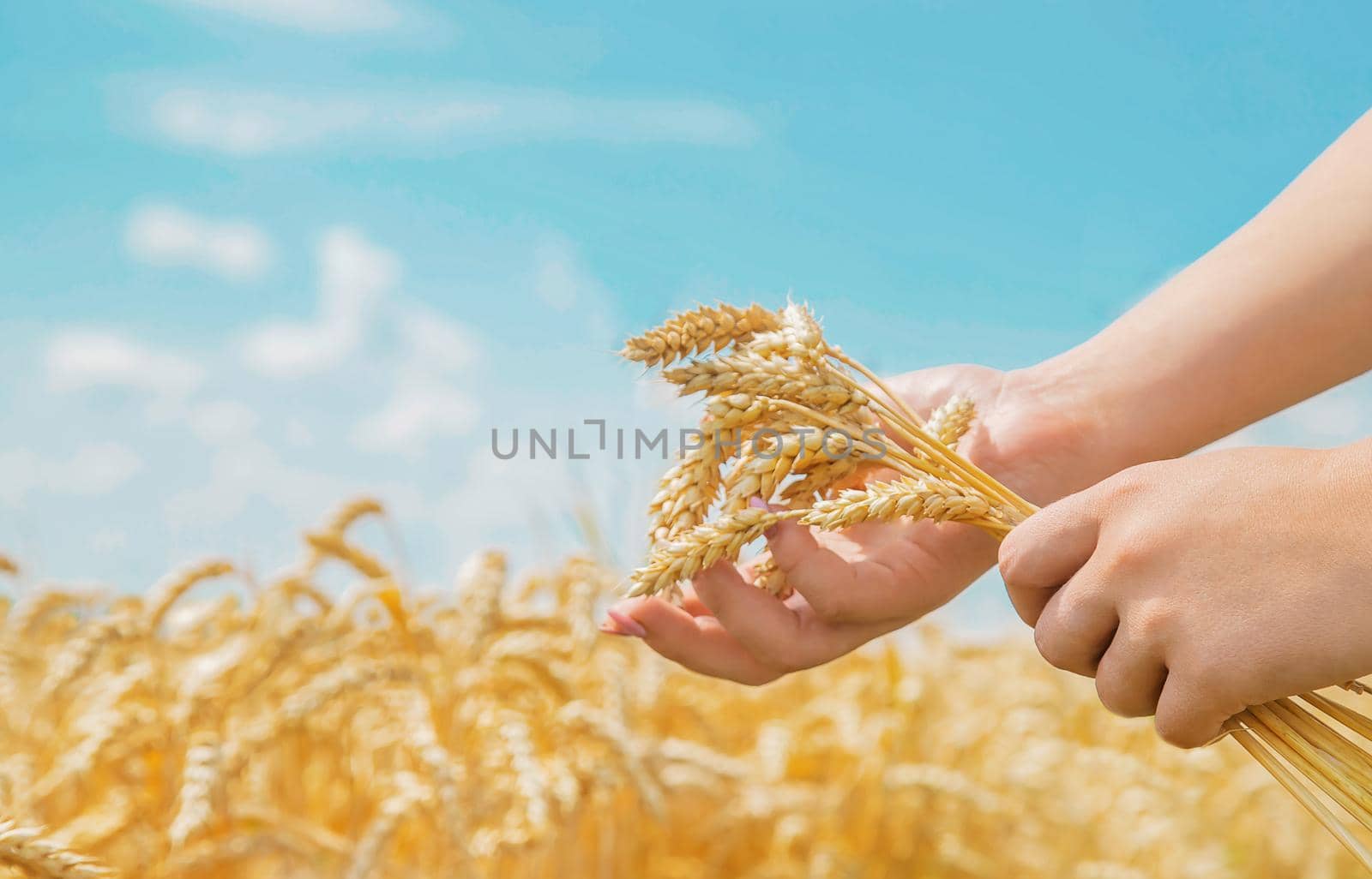 Girl spikelets of wheat in the hands. Selective focus. nature.
