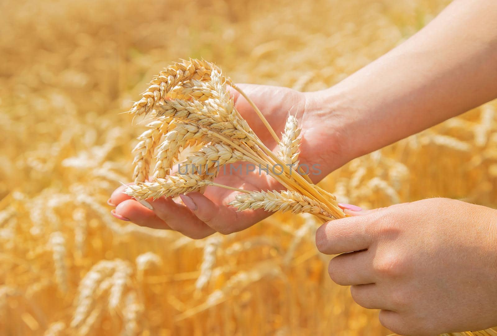 Girl spikelets of wheat in the hands. Selective focus. nature.