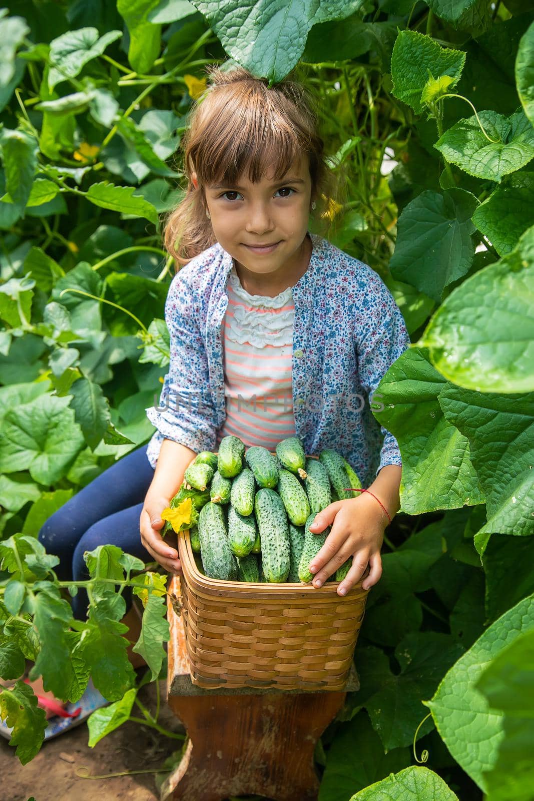 The child is harvesting cucumbers. Selective focus. Food.