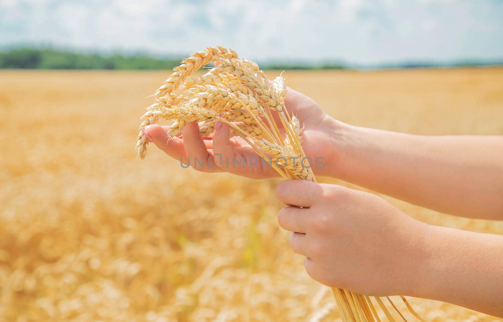 Girl spikelets of wheat in the hands. Selective focus. nature.