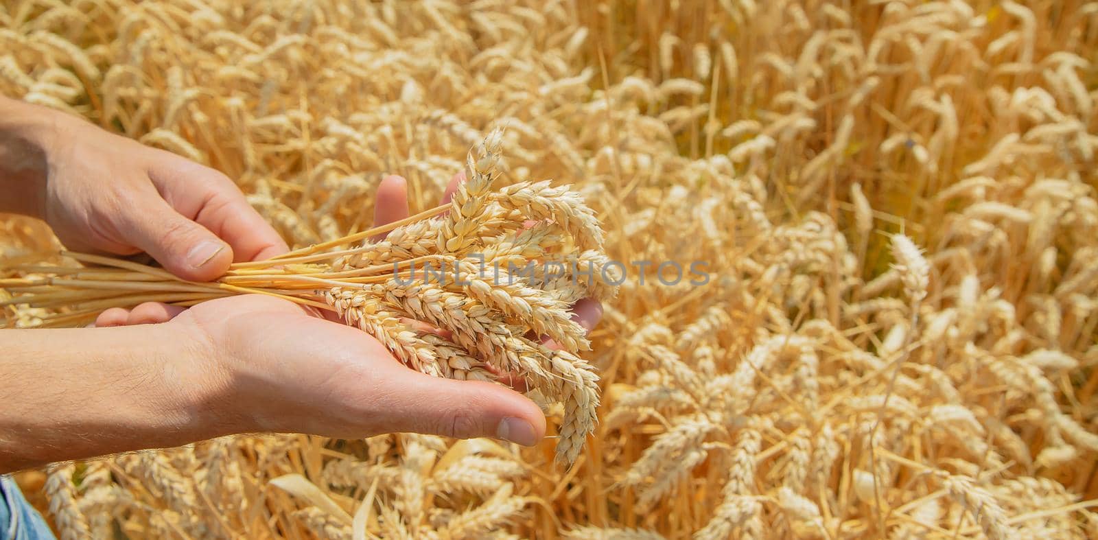 A man with spikelets of wheat in his hands. Selective focus. nature.