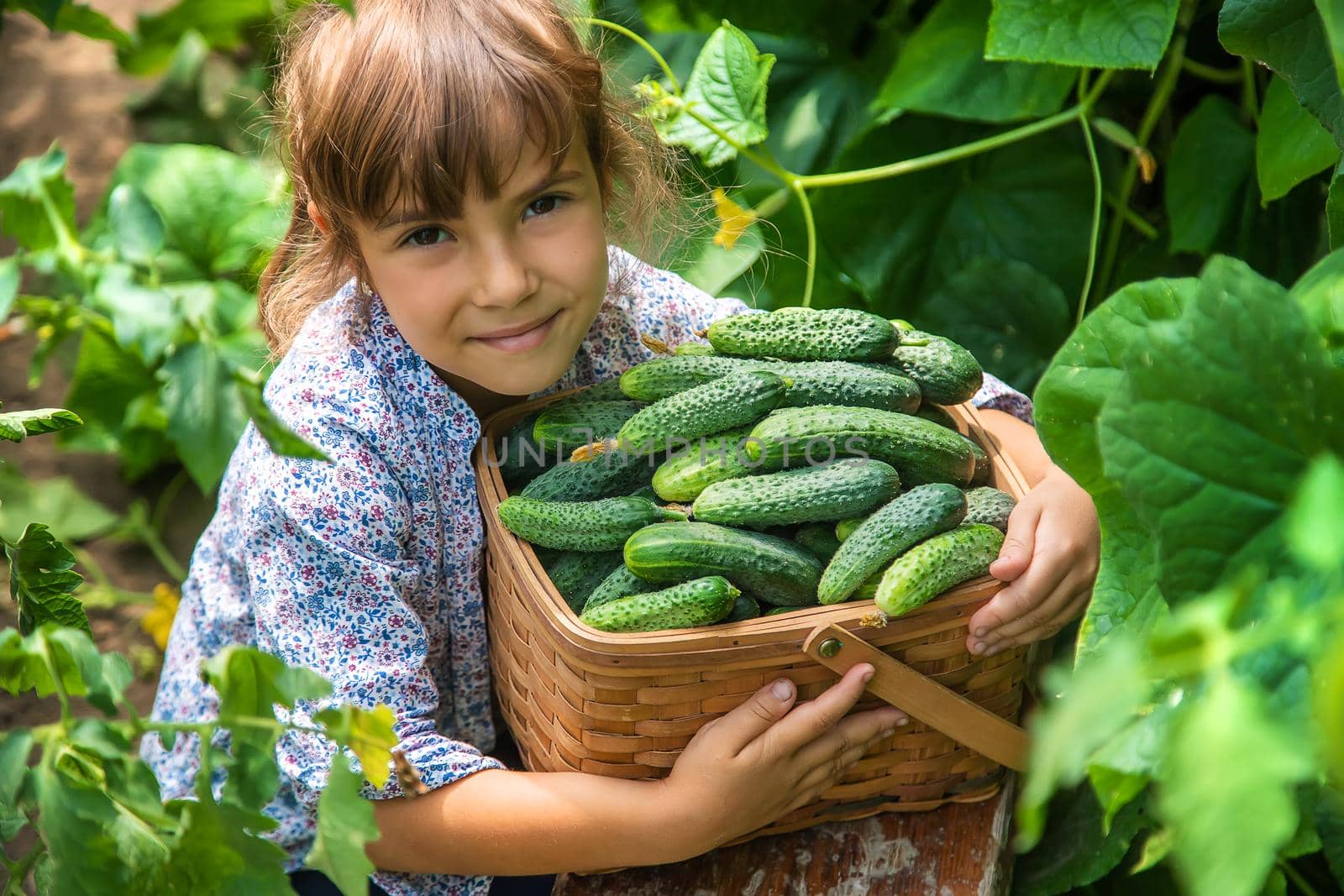 The child is harvesting cucumbers. Selective focus. Food.