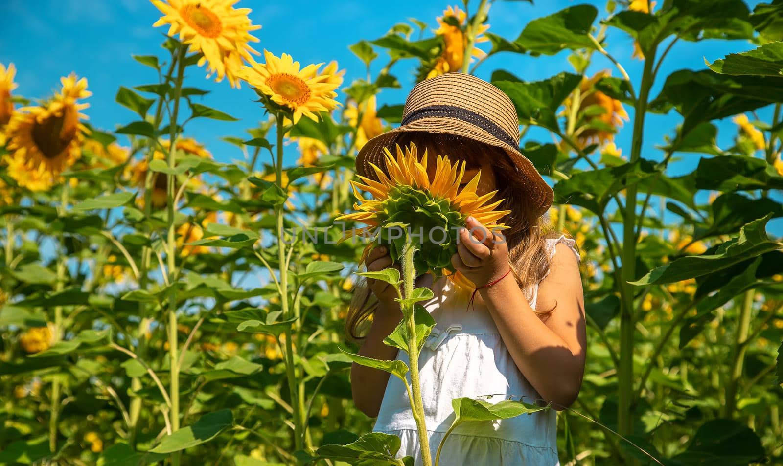 Child in a field of sunflowers. Selective focus. Nature.