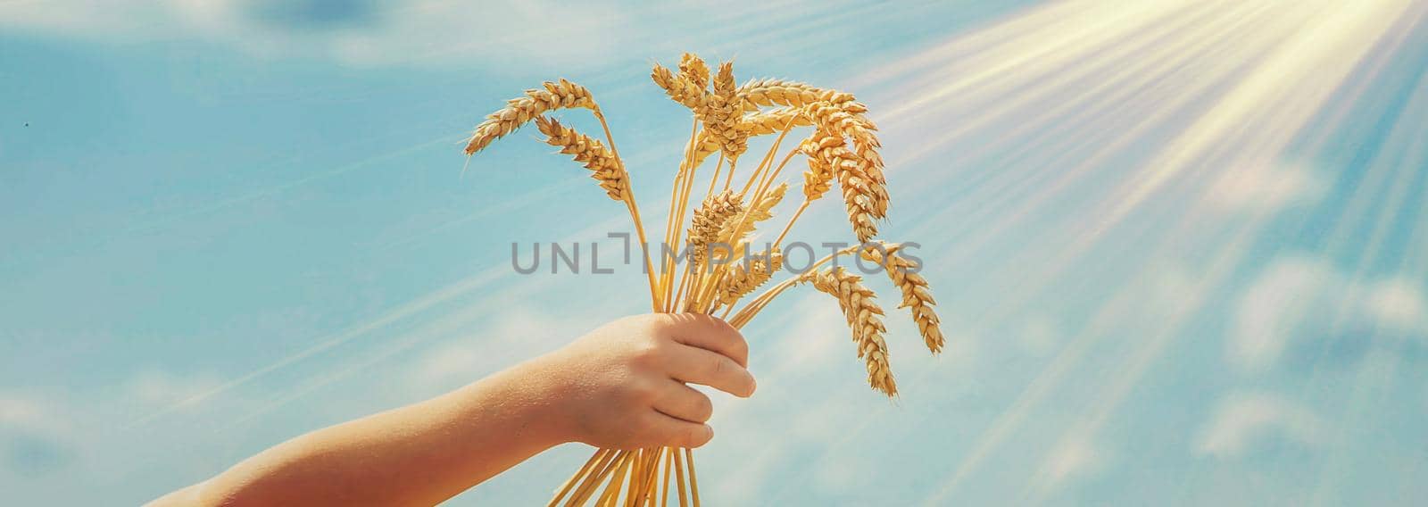 A child in a wheat field. Selective focus. nature.