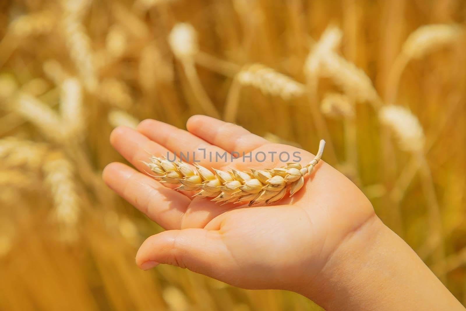 A child in a wheat field. Selective focus. by yanadjana