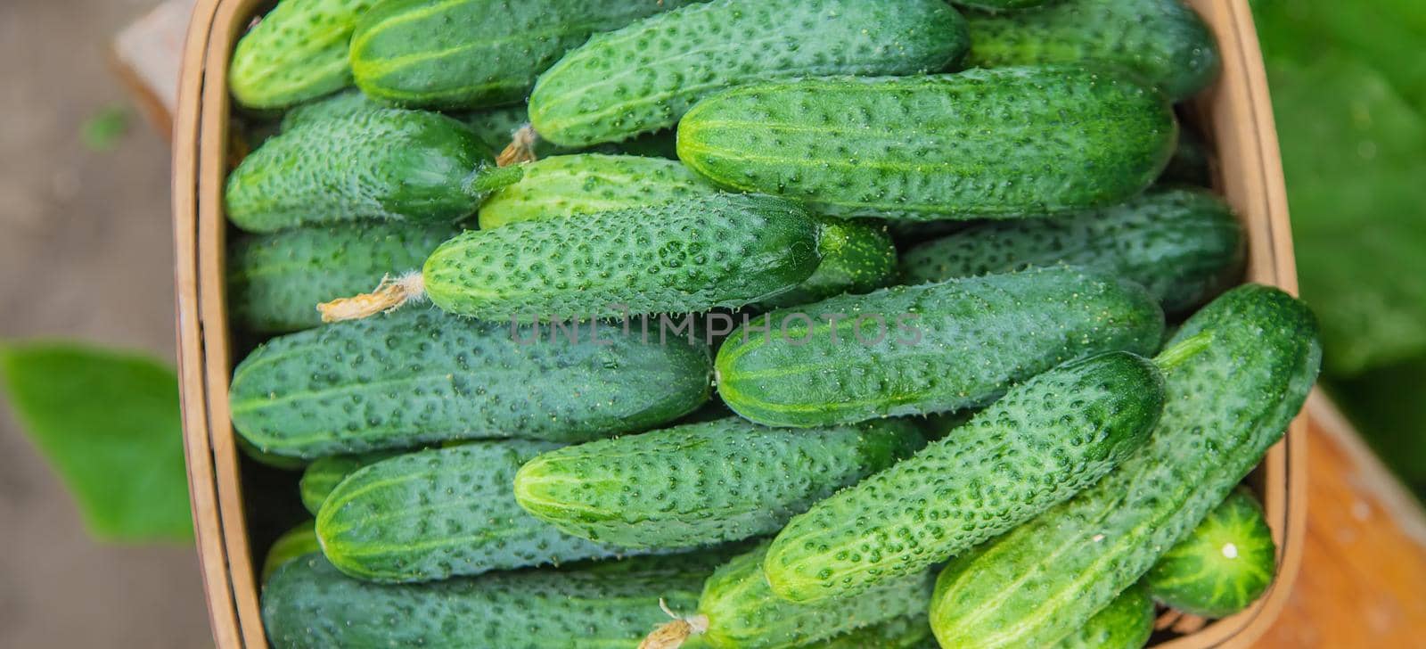 homemade cucumber cultivation and harvest. selective focus. by yanadjana