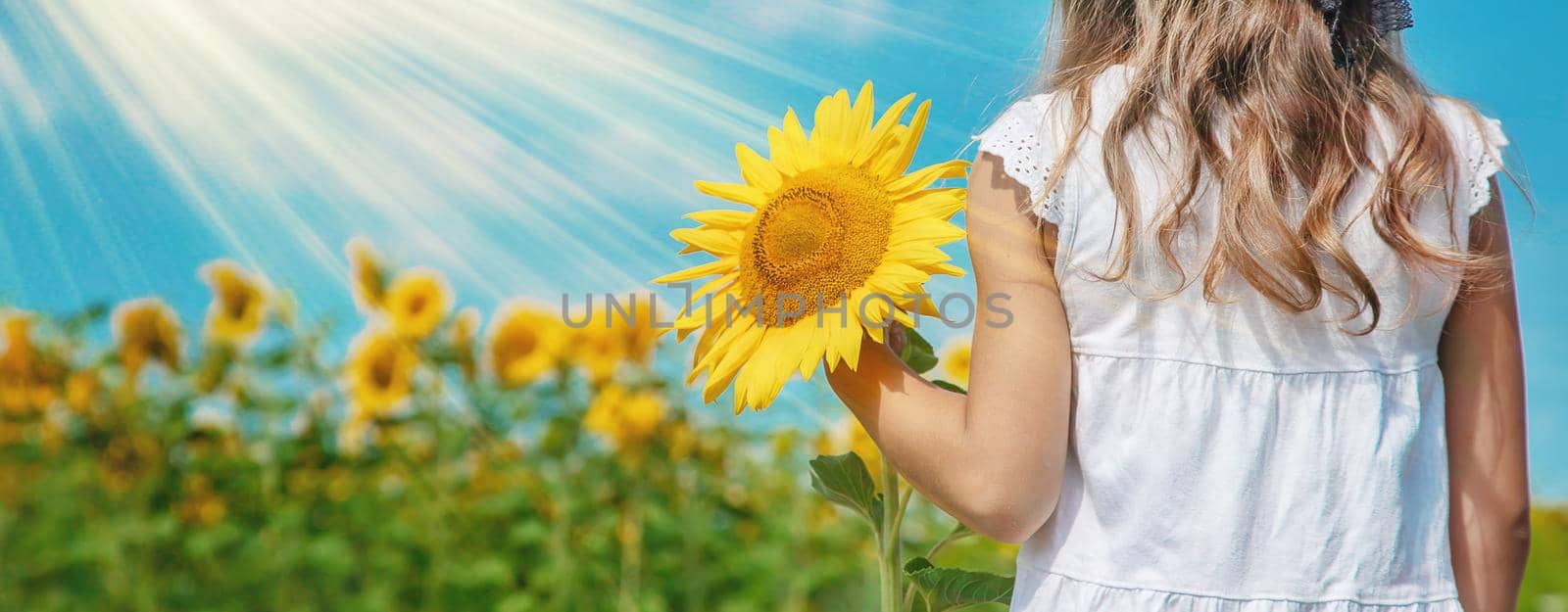 A child in a field of sunflowers. Selective focus. nature.