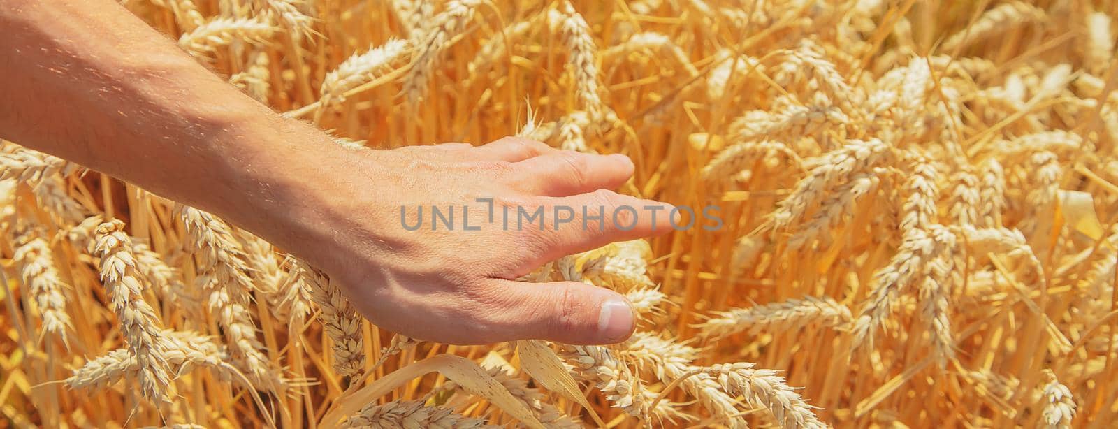 A man with spikelets of wheat in his hands. Selective focus. nature.