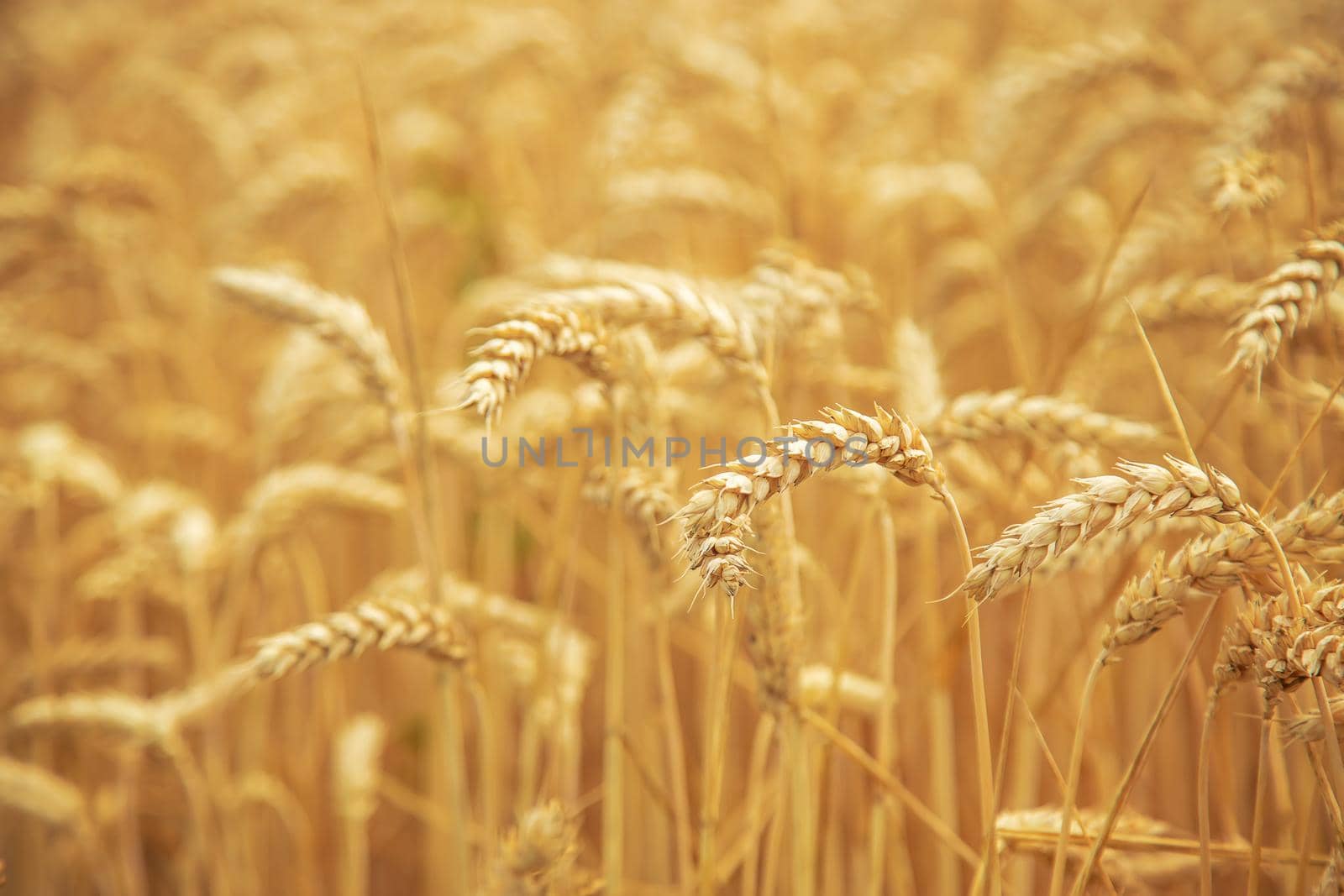 Wheat field on a sunny day. Selective focus. by yanadjana