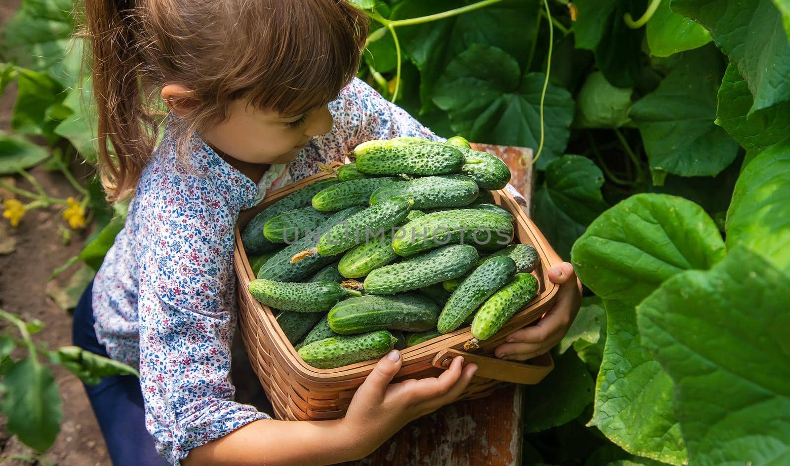 The child is harvesting cucumbers. Selective focus. Food.