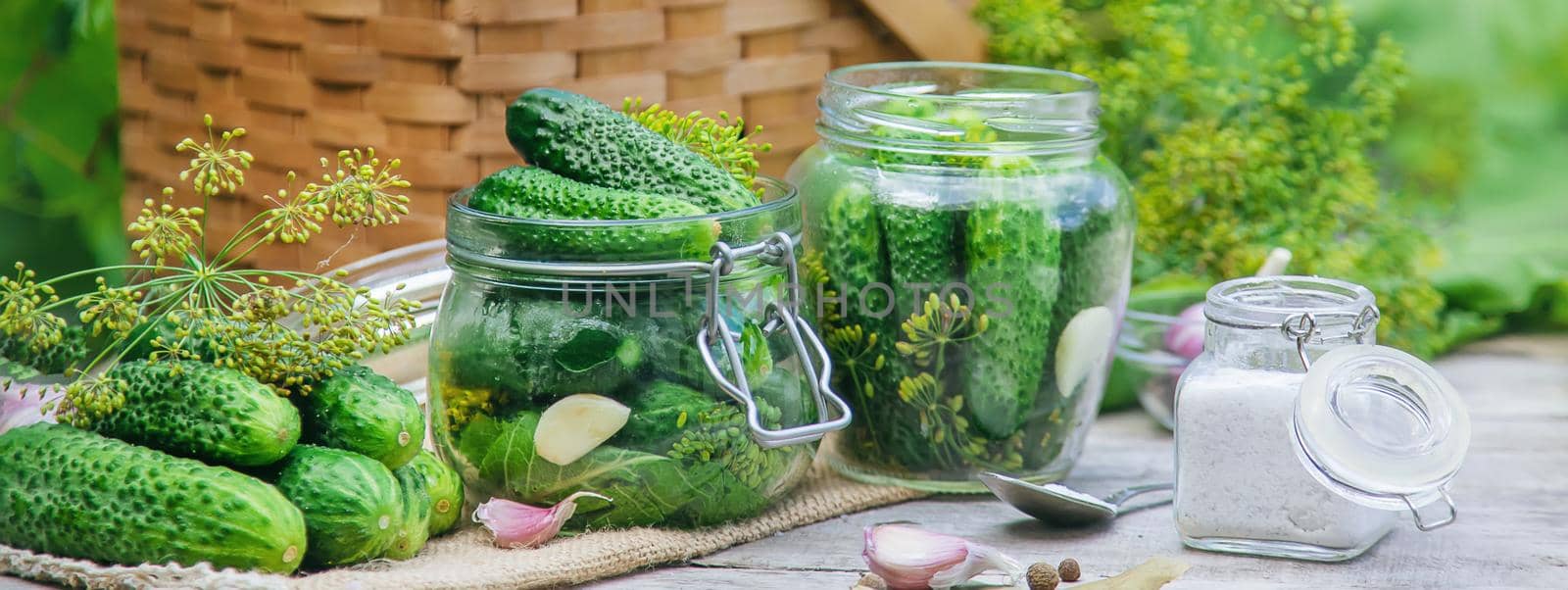preservation of fresh house cucumbers. Selective focus. nature