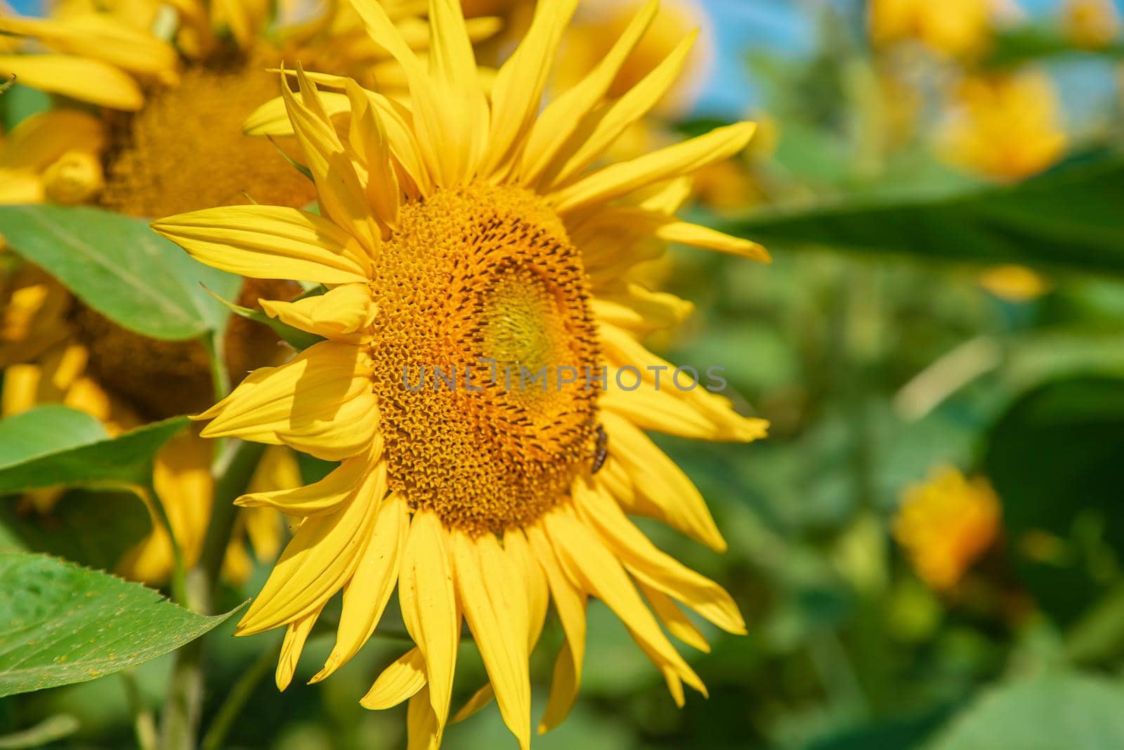 Field of blooming sunflowers. Nature. Selective focus nature