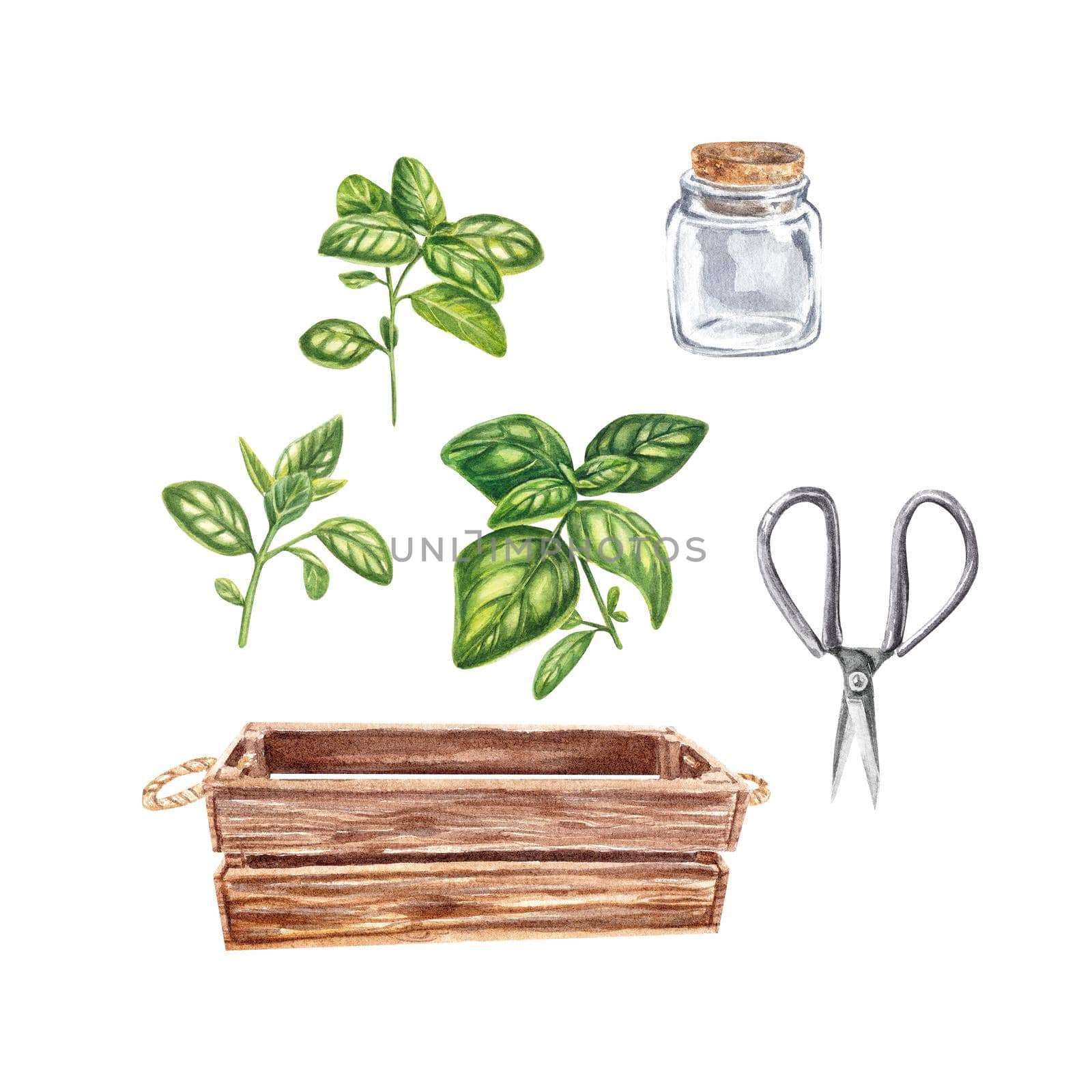 Provencal herbs: basil, rosemary, cumin, marjoram. Watercolor illustration on a white background. kitchen spices. Homemade spicy herbs. illustration is suitable for booklets, restaurant menus, design. by NastyaChe