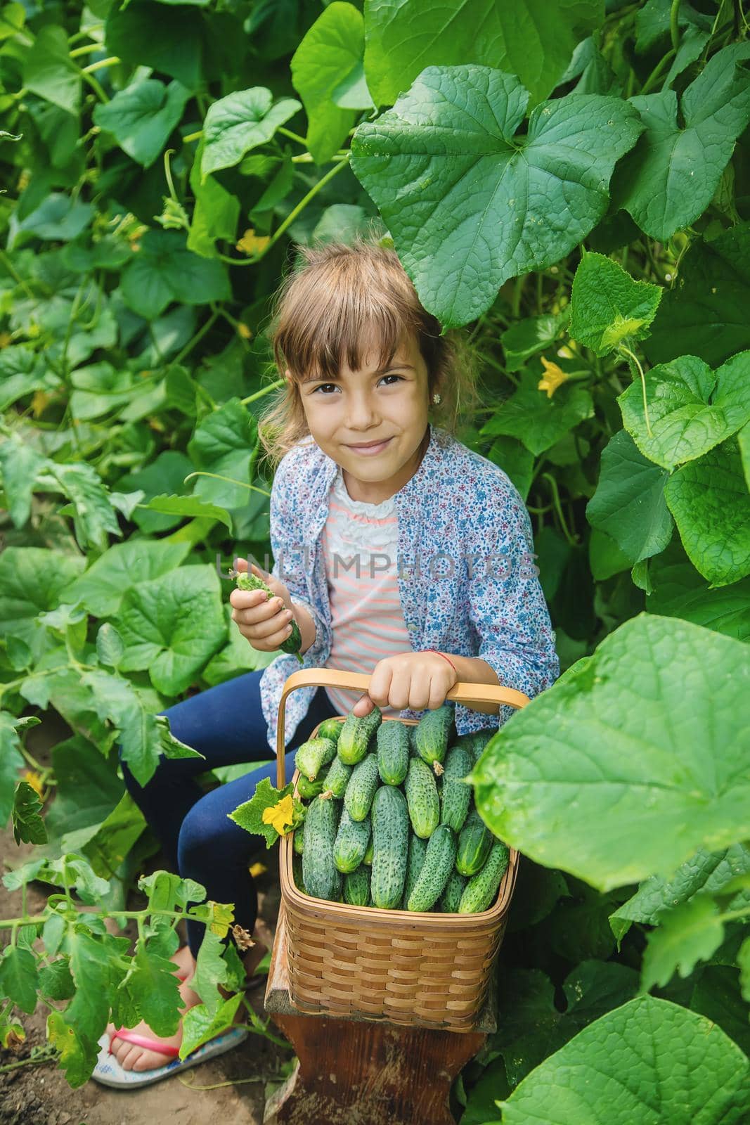 homemade cucumber cultivation and harvest in the hands of a child. selective focus. by yanadjana