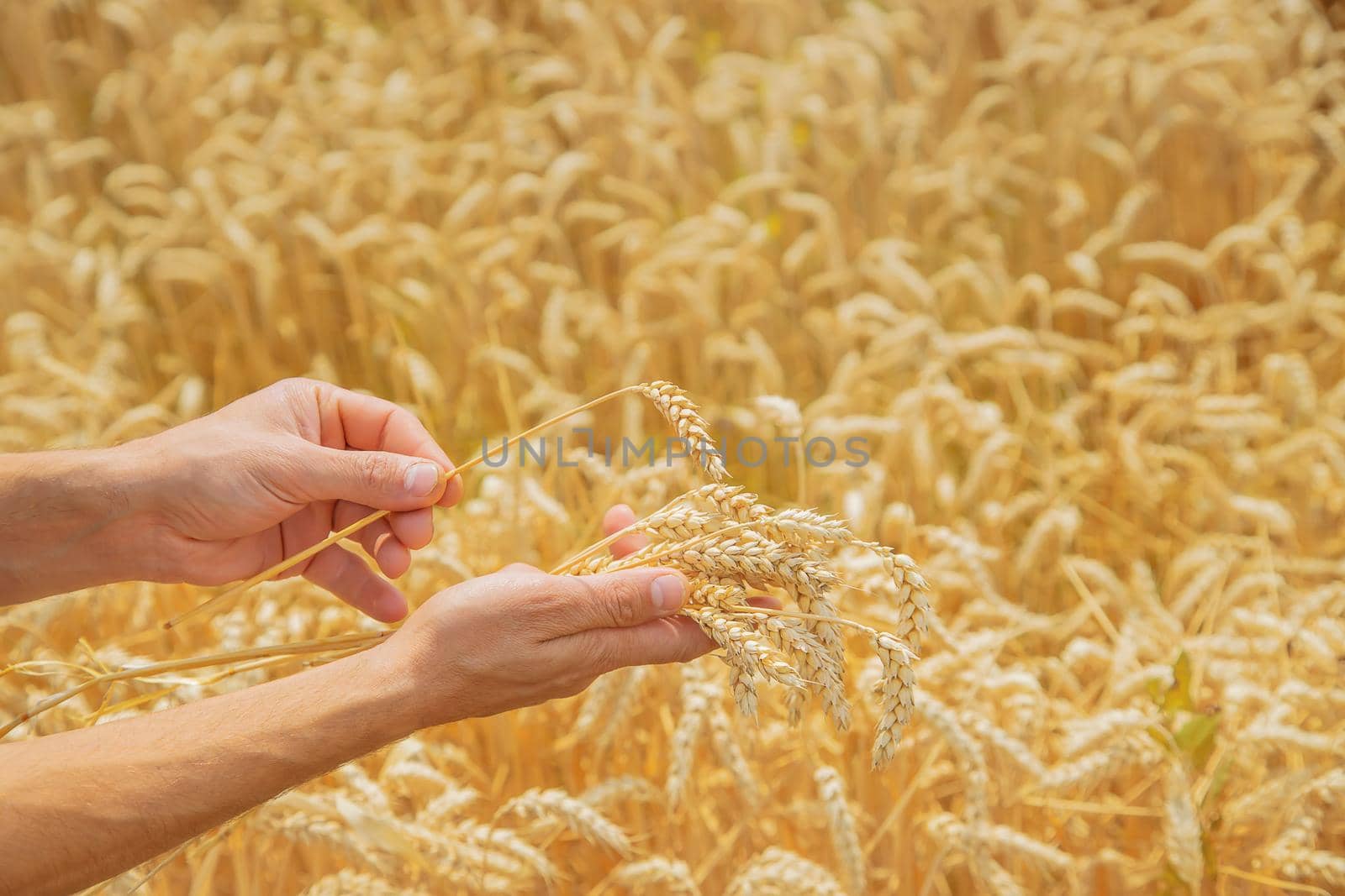 A man with spikelets of wheat in his hands. Selective focus. nature.