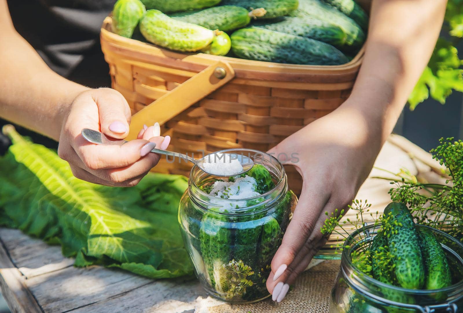 preservation of fresh house cucumbers. Selective focus. nature