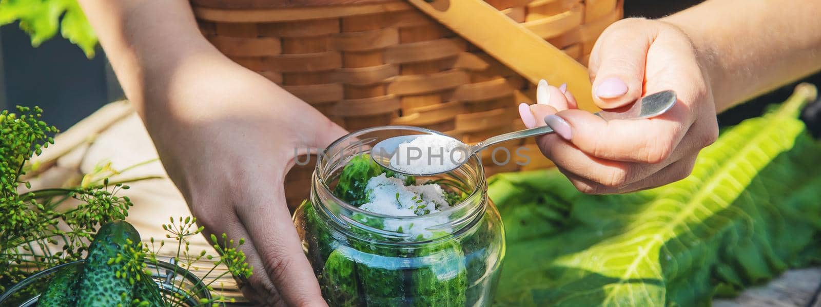 preservation of fresh house cucumbers. Selective focus. nature
