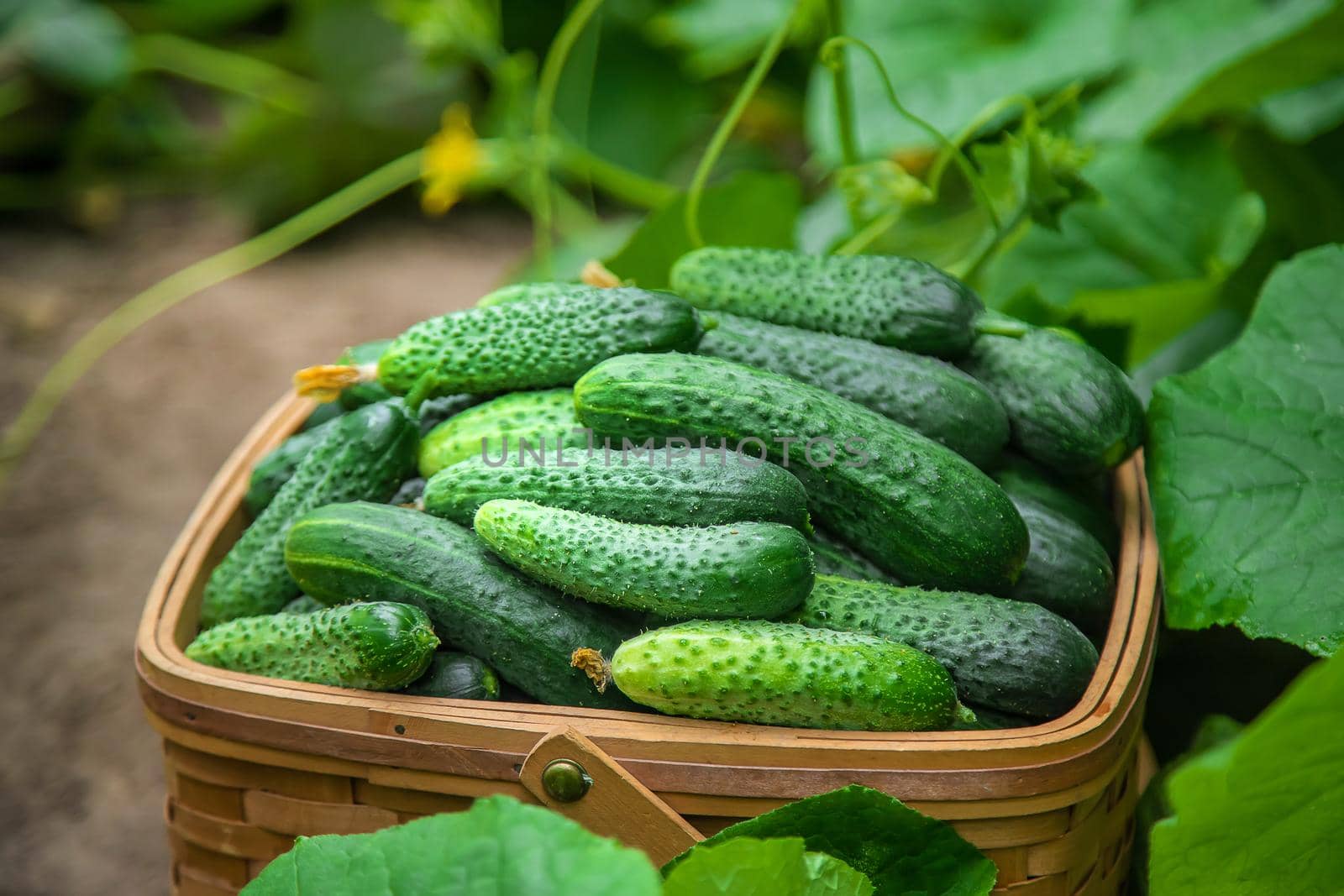 Harvest cucumbers in a basket. Selective focus. by yanadjana